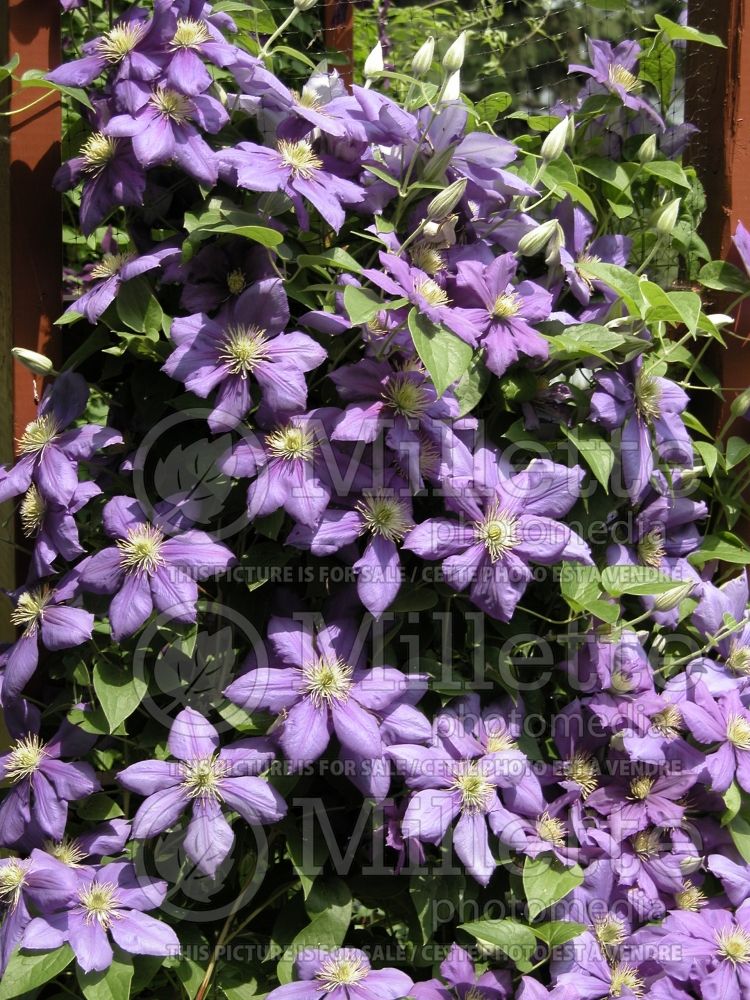 Clematis Jackmanii (Clematis) 1