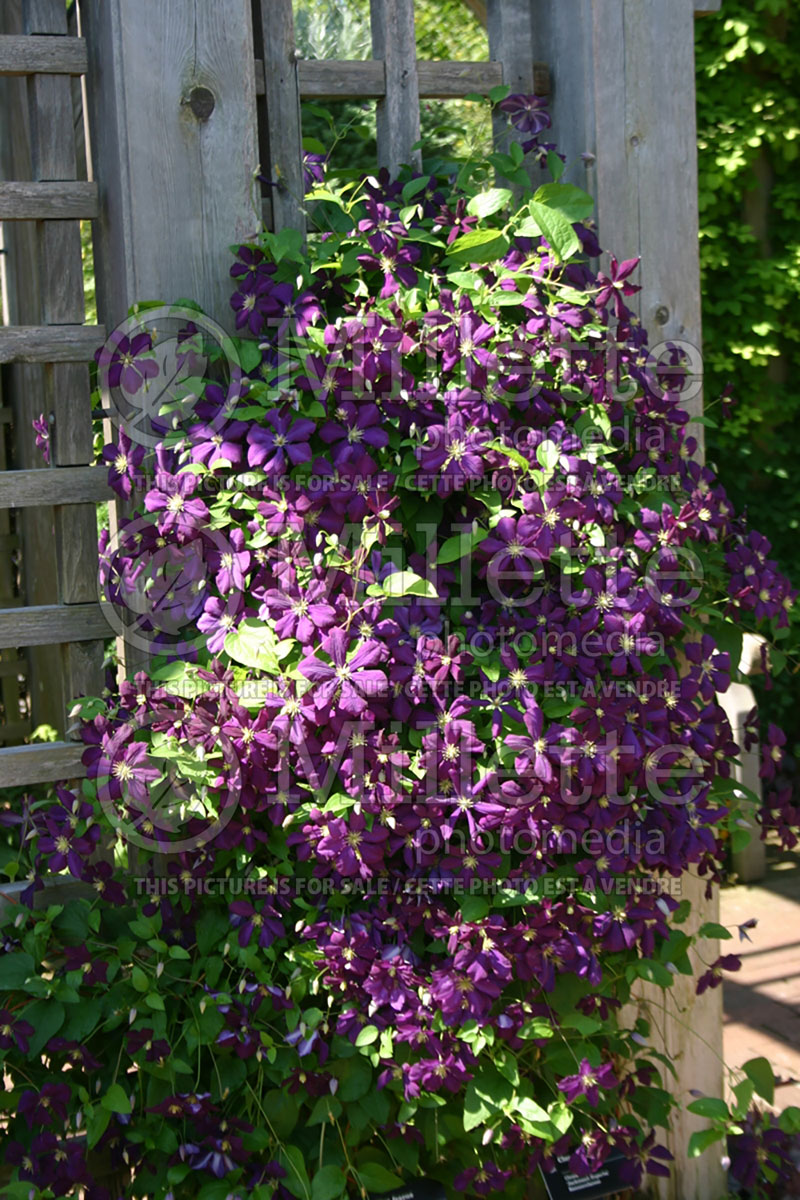 Clematis jackmanii Superba (Clematis) 3