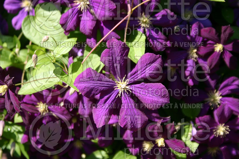 Clematis jackmanii Superba (Clematis) 4