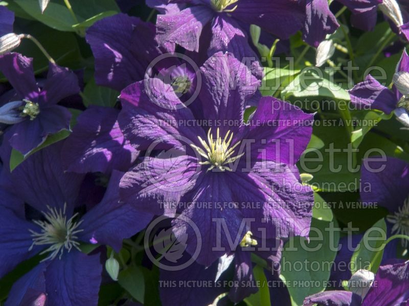 Clematis jackmanii Superba (Clematis) 5