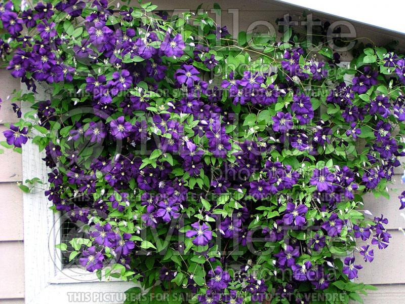 Clematis jackmanii Superba (Clematis) 1