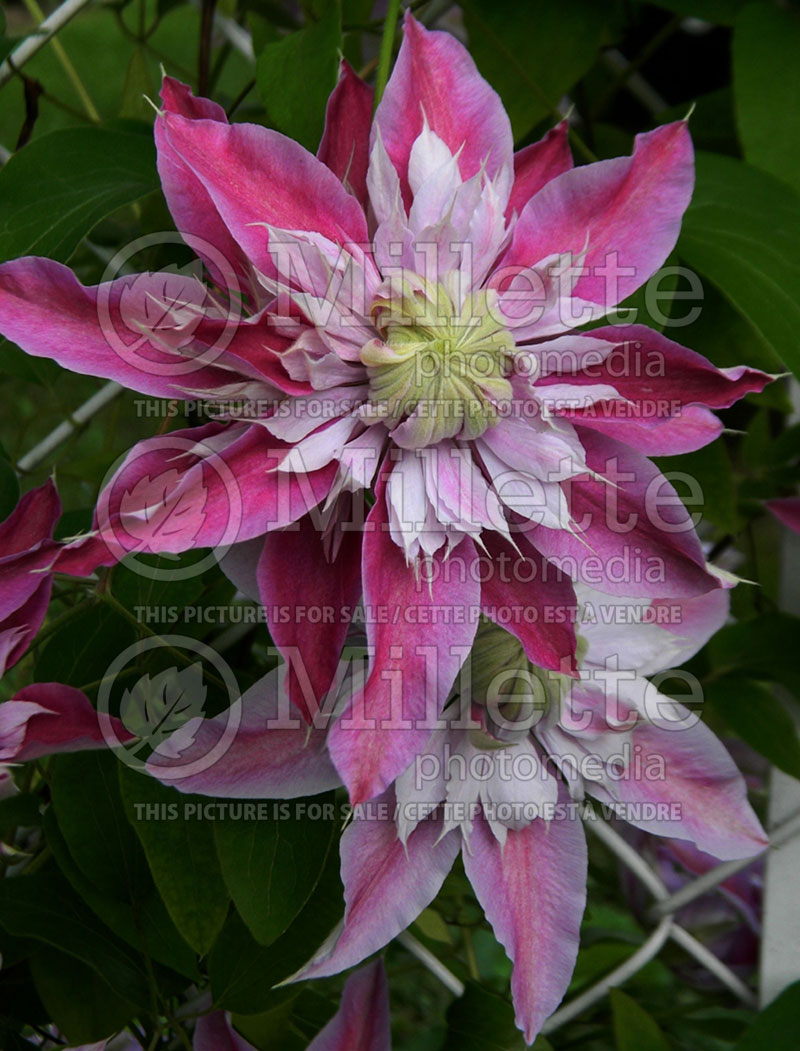 Clematis Josephine aka Evijohill (Clematis)  4