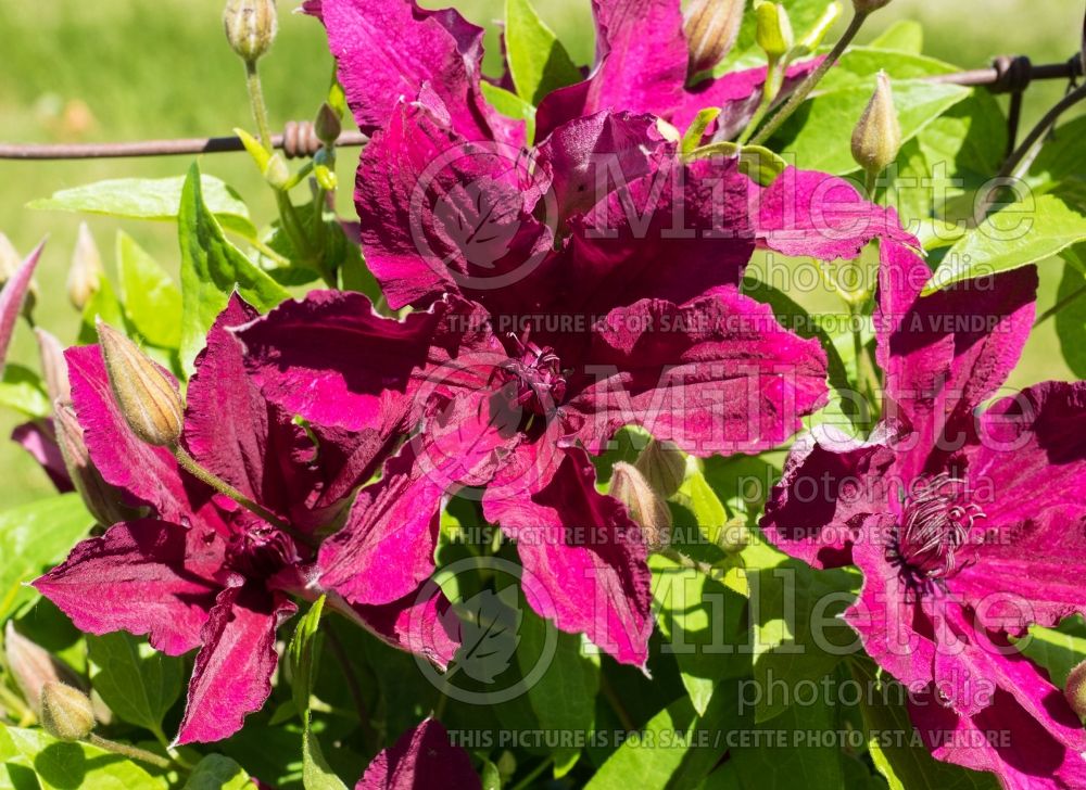 Clematis Ruutel (Clematis) 6 