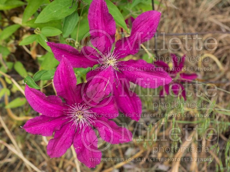 Clematis Ruutel (Clematis) 2 