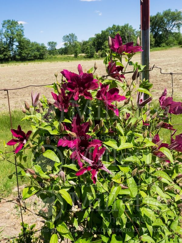 Clematis Ruutel (Clematis) 5 