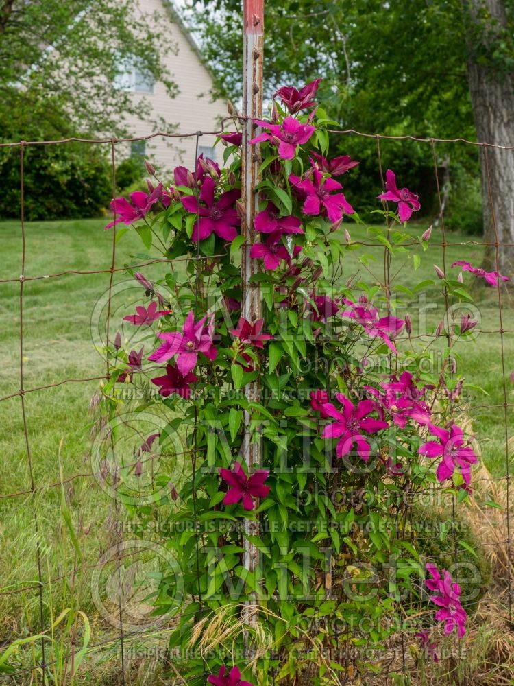 Clematis Ruutel (Clematis) 3 