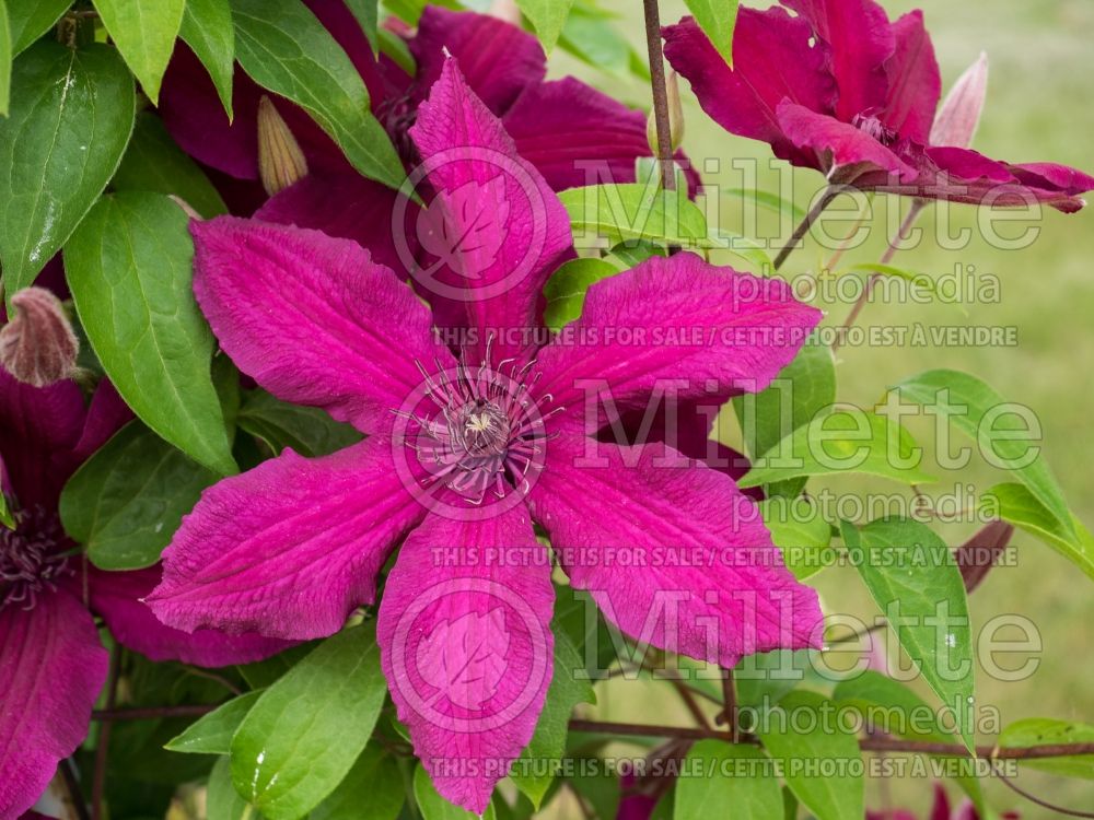 Clematis Ruutel (Clematis) 4 