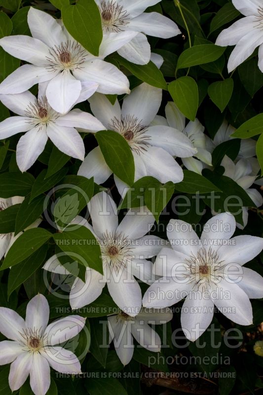 Clematis Candida (Clematis) 2 