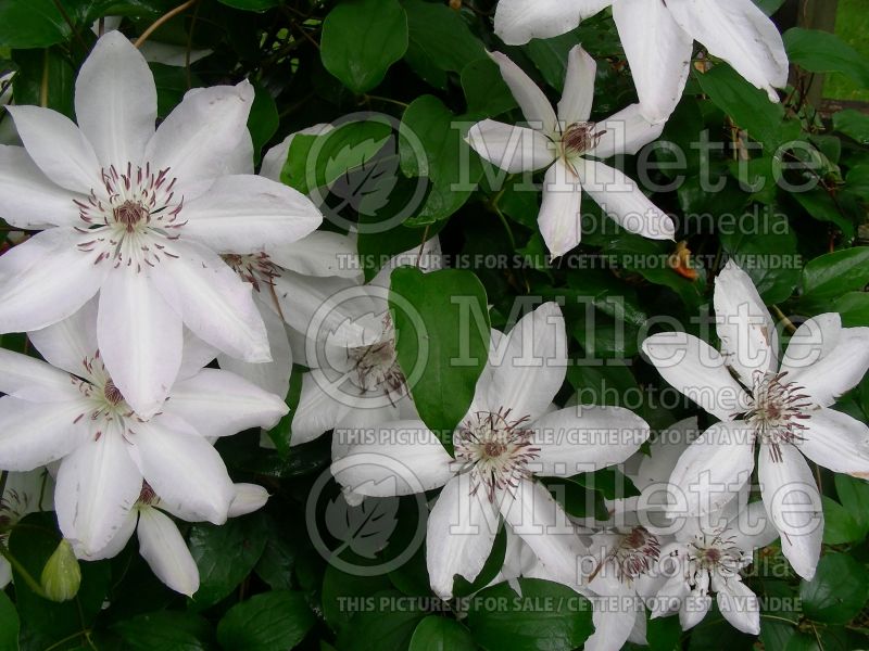 Clematis Candida (Clematis) 3 