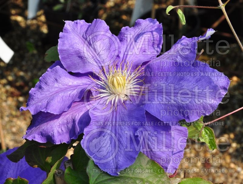 Clematis Lasurstern (Clematis) 1 