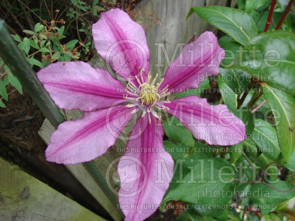 Clematis Liberation (Clematis) 1