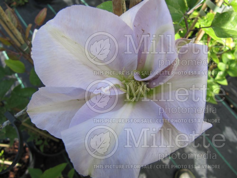 Clematis Louise Rowe (Clematis) 1 