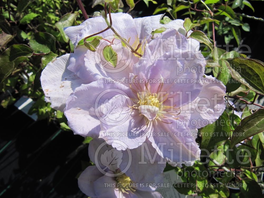 Clematis Louise Rowe (Clematis) 2 