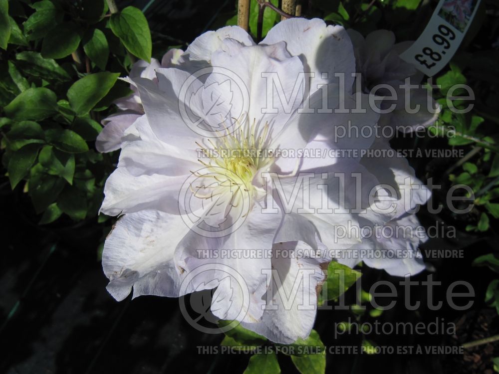 Clematis Louise Rowe (Clematis) 3 