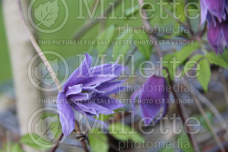 Clematis macropetala (Clematis climbing) 2