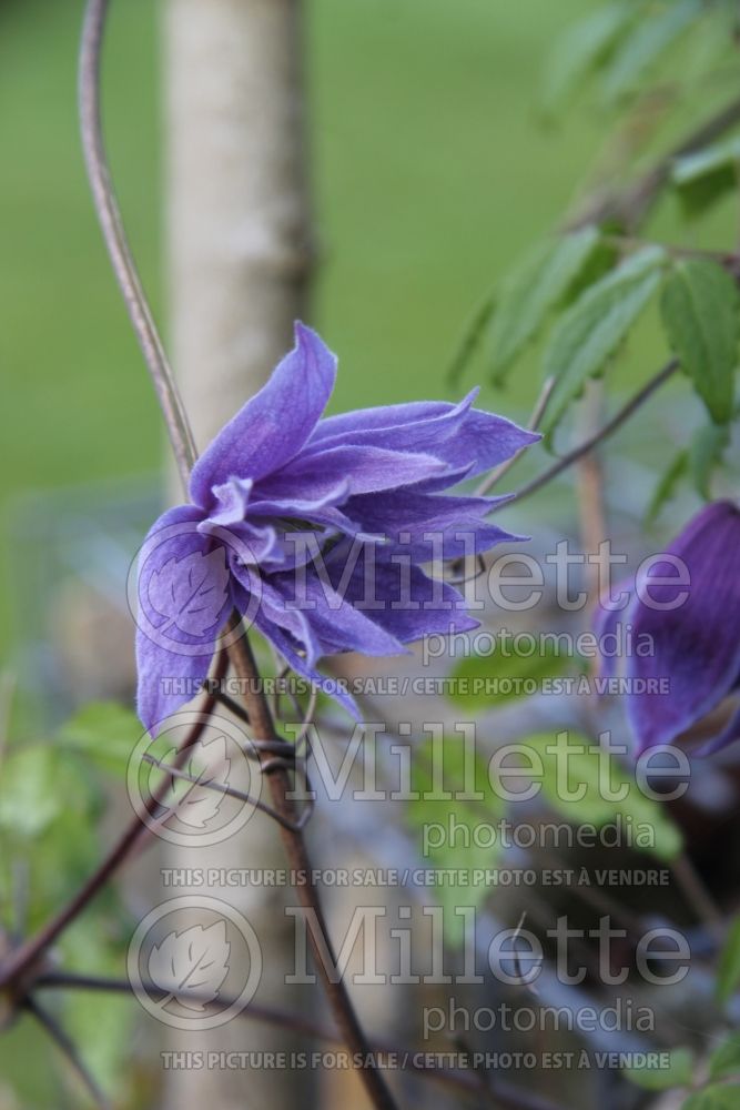 Clematis macropetala (Clematis climbing) 3