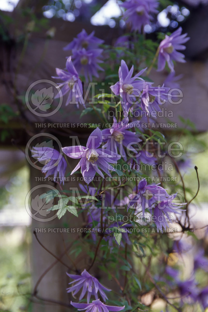 Clematis macropetala (Clematis climbing) 1