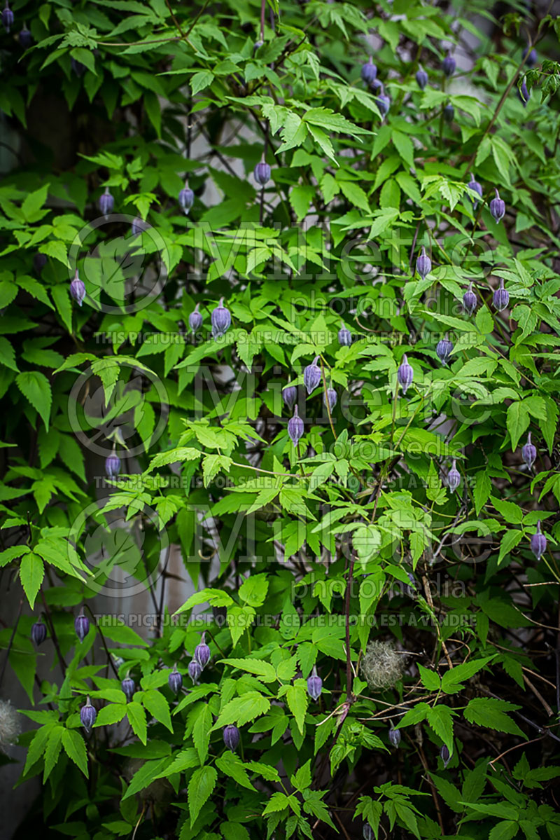 Clematis Blue Bird (Clematis) 3 