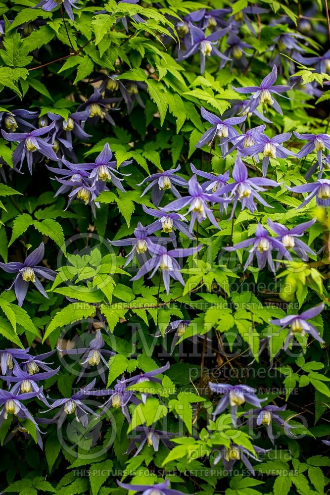 Clematis Blue Bird (Clematis) 6 