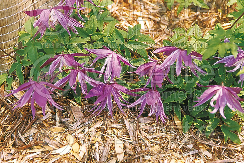 Clematis Jan Lindmark (Clematis) 1 