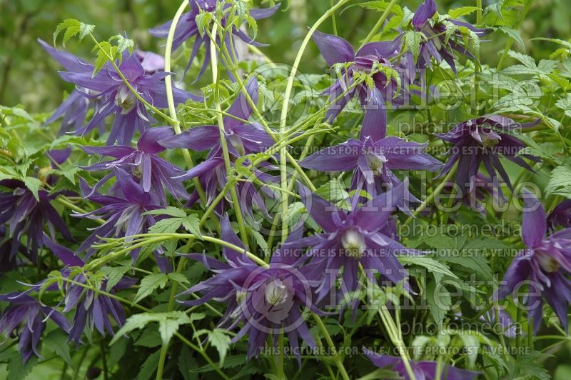 Clematis Maidwell Hall (Clematis) 3 