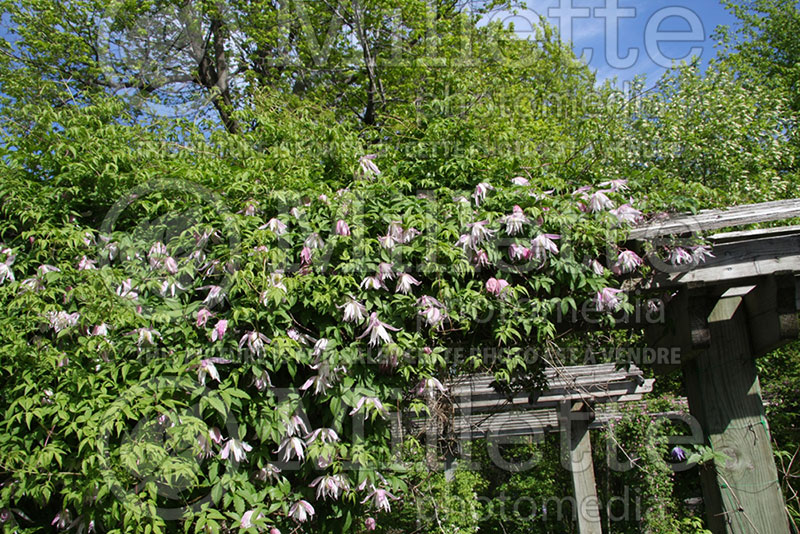 Clematis Rosy O'Grady (Clematis) 2