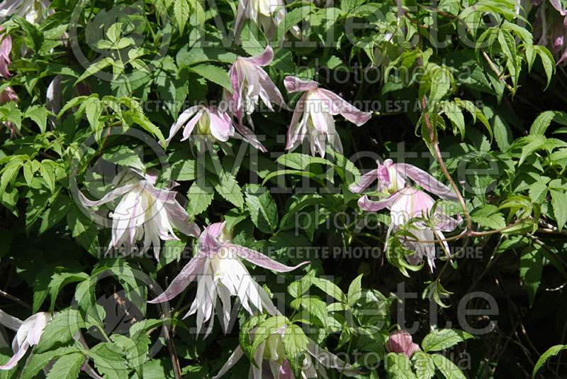 Clematis Rosy O'Grady (Clematis) 1 