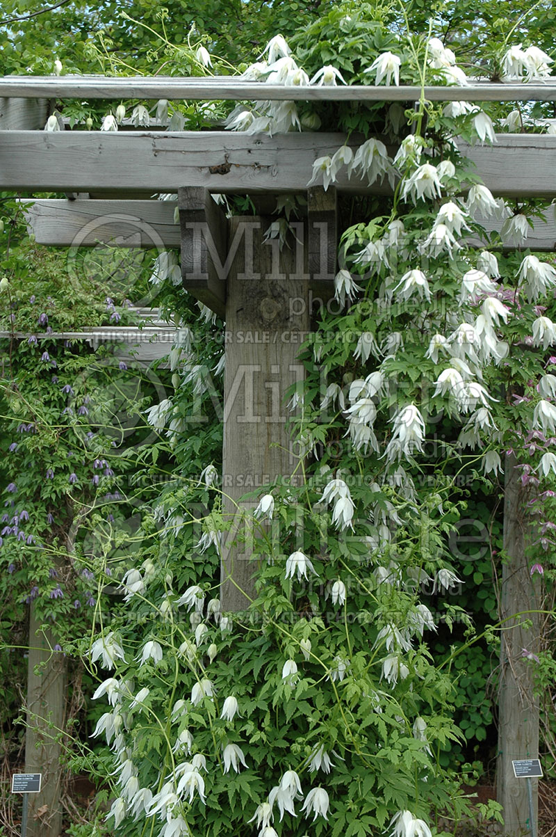 Clematis White Wings (Clematis) 1