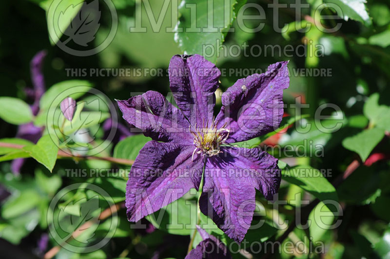 Clematis Madame Grange (Clematis) 1