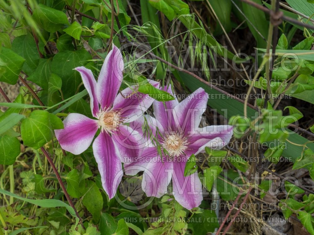 Clematis Maria Therese (Clematis) 2 