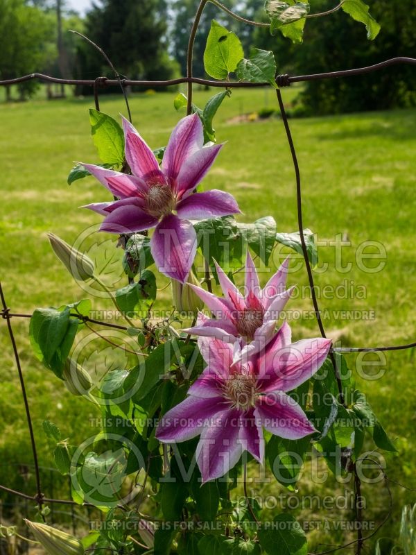 Clematis Maria Therese (Clematis) 1 