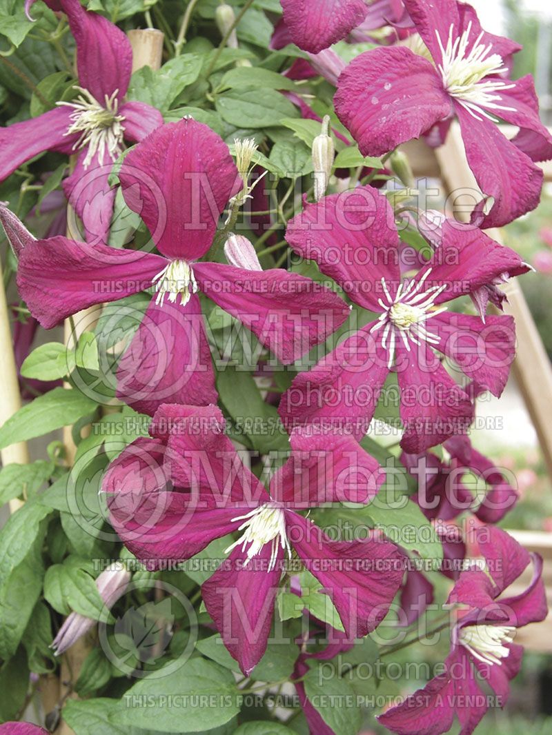 Clematis Mme Julia Correvon (Clematis)  2