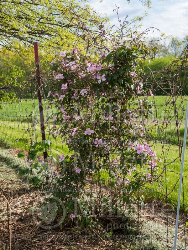 Clematis Elizabeth (Clematis) 2 