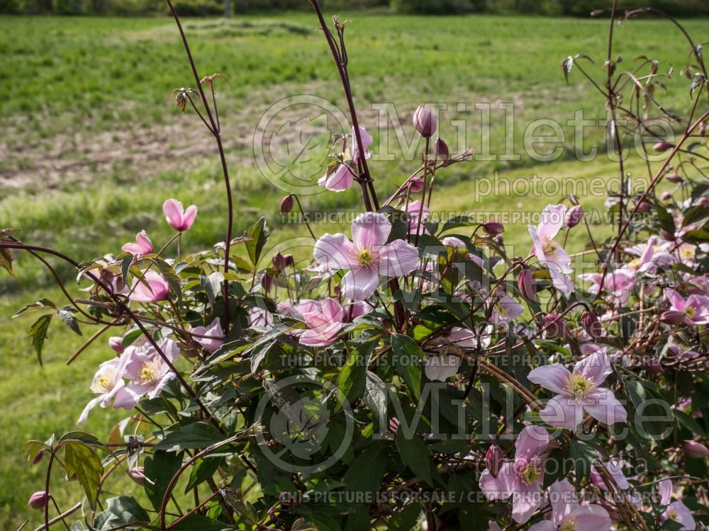 Clematis Elizabeth (Clematis) 3 