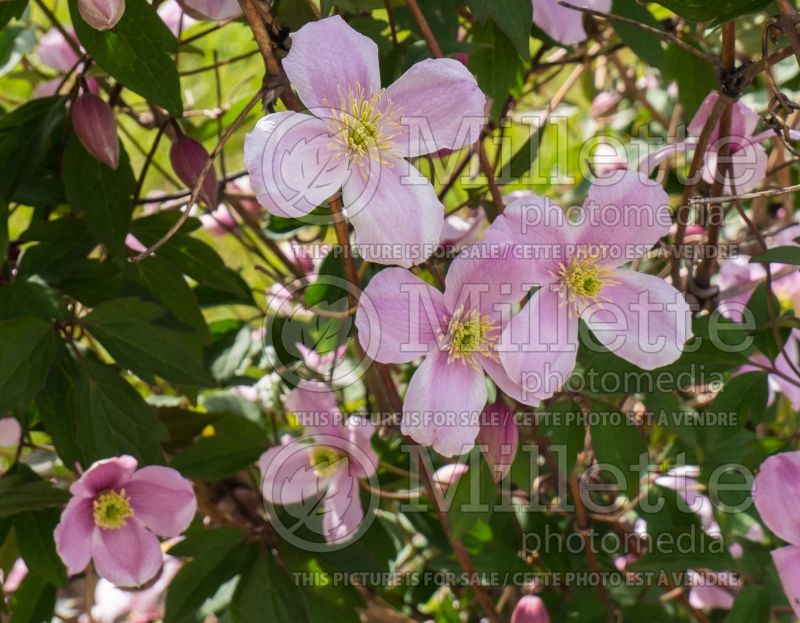 Clematis Elizabeth (Clematis) 4 