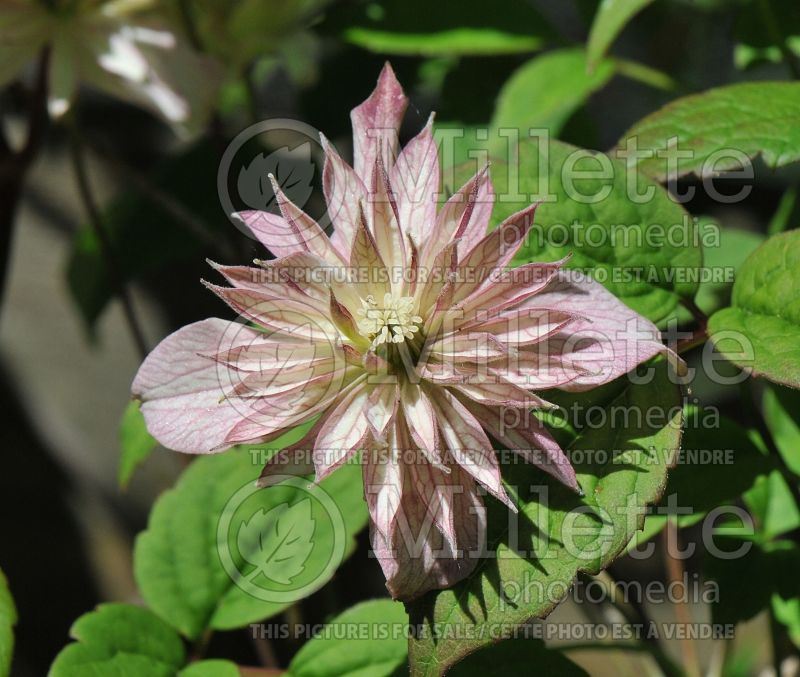 Clematis Marjorie (Clematis) 1 