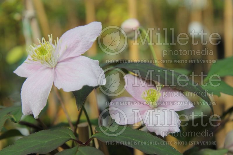 Clematis Tetrarose (Clematis) 1 