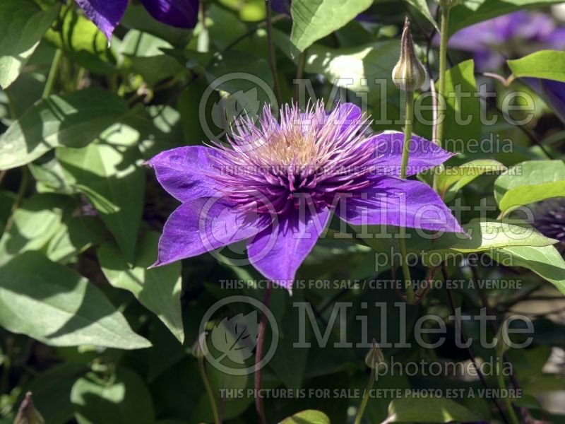 Clematis Multi Blue (Clematis) 5 