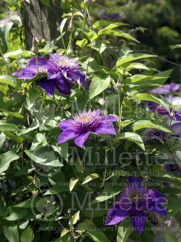 Clematis Multi Blue (Clematis) 6