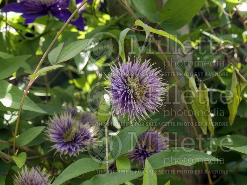 Clematis Multi Blue (Clematis) 7