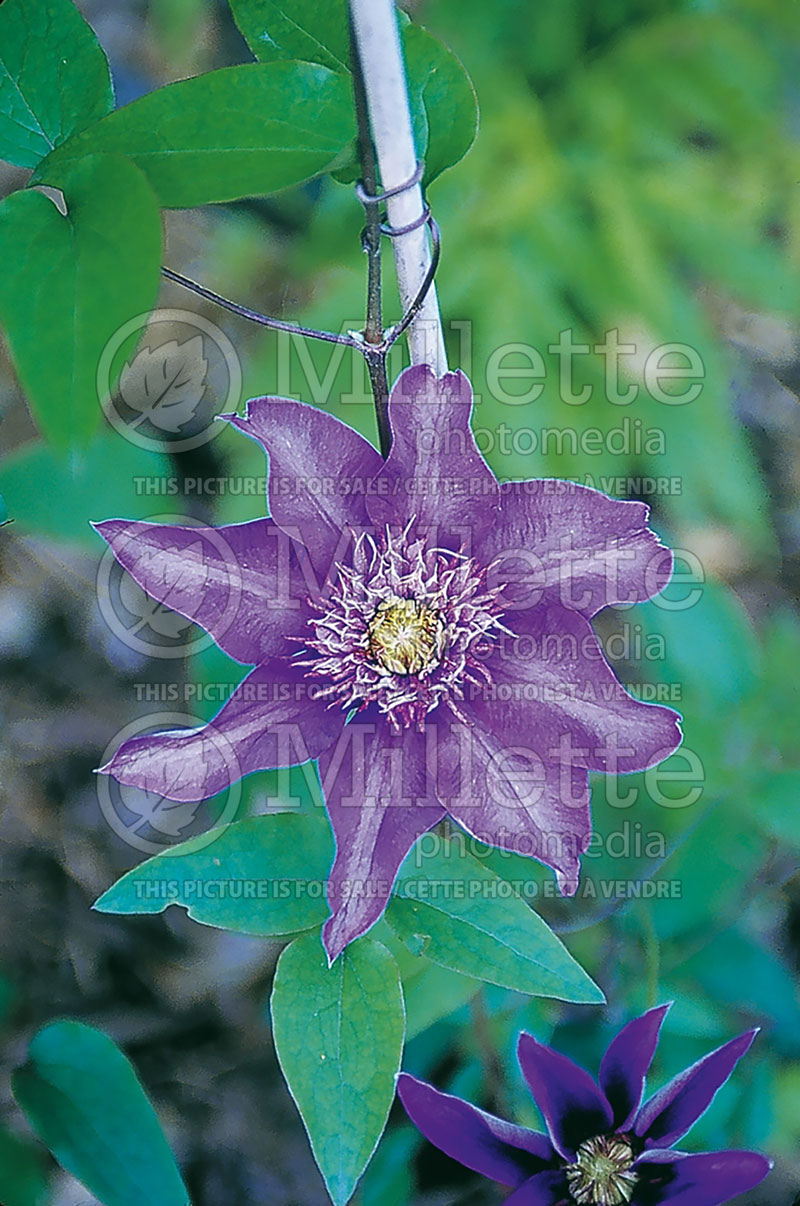 Clematis Multi Blue (Clematis) 2 