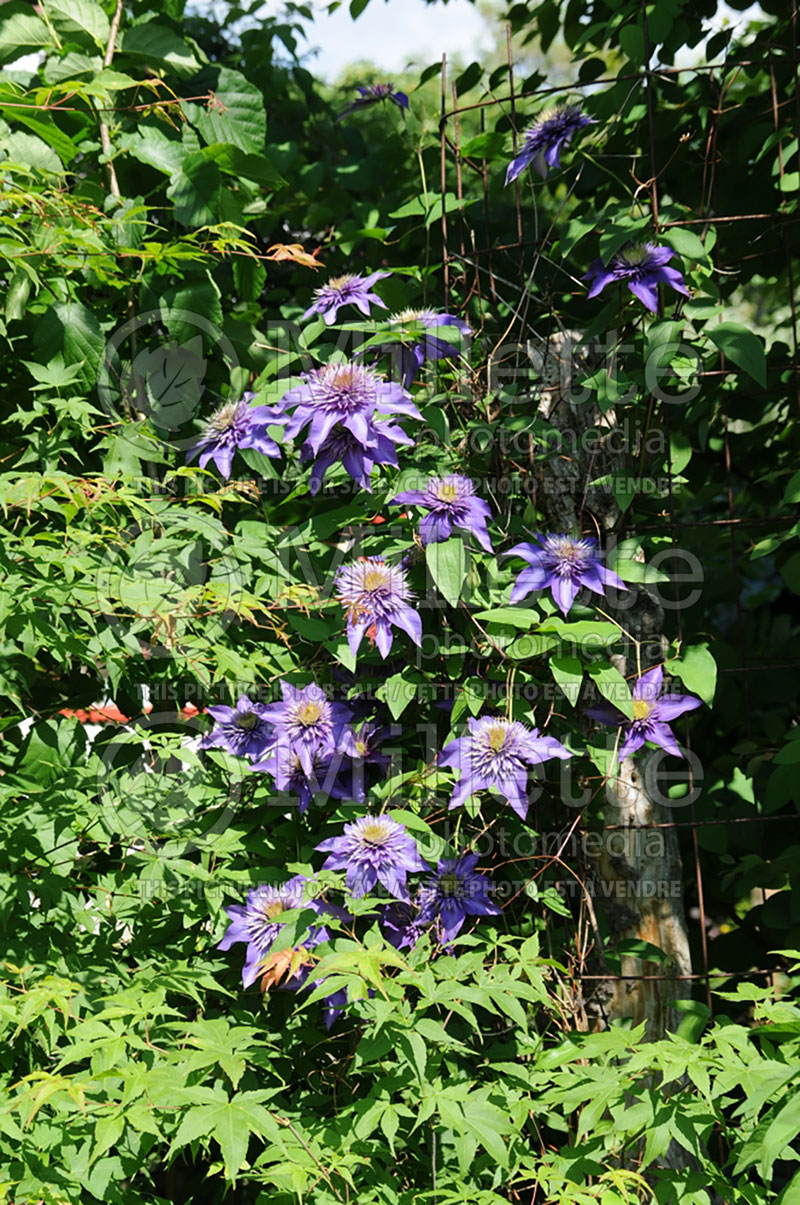 Clematis Multi Blue (Clematis) 1 