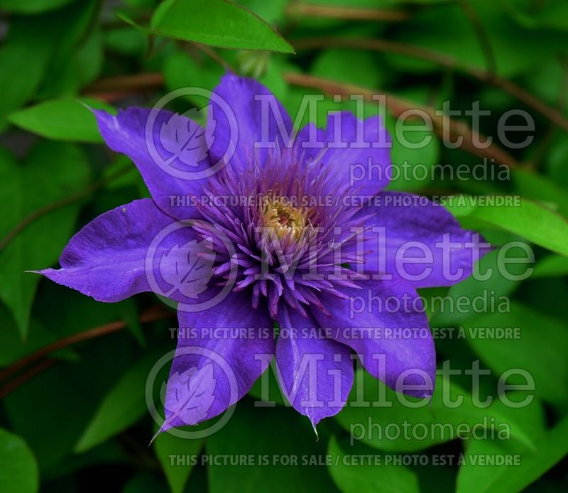 Clematis Multi Blue (Clematis) 3 