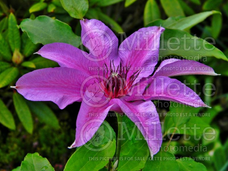 Clematis Natascha (Clematis) 1 