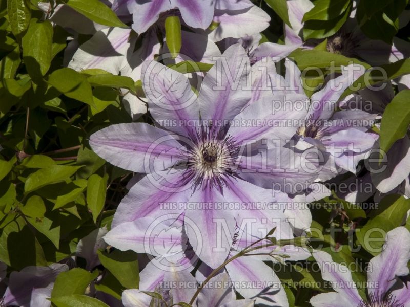 Clematis Nelly Moser (Clematis) 6 