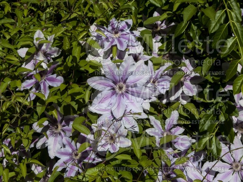 Clematis Nelly Moser (Clematis) 7 