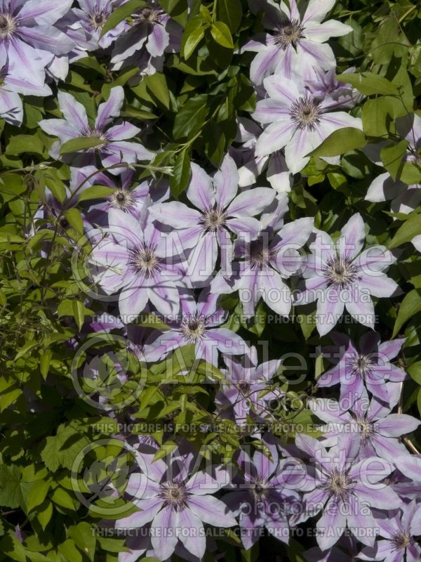 Clematis Nelly Moser (Clematis) 8 