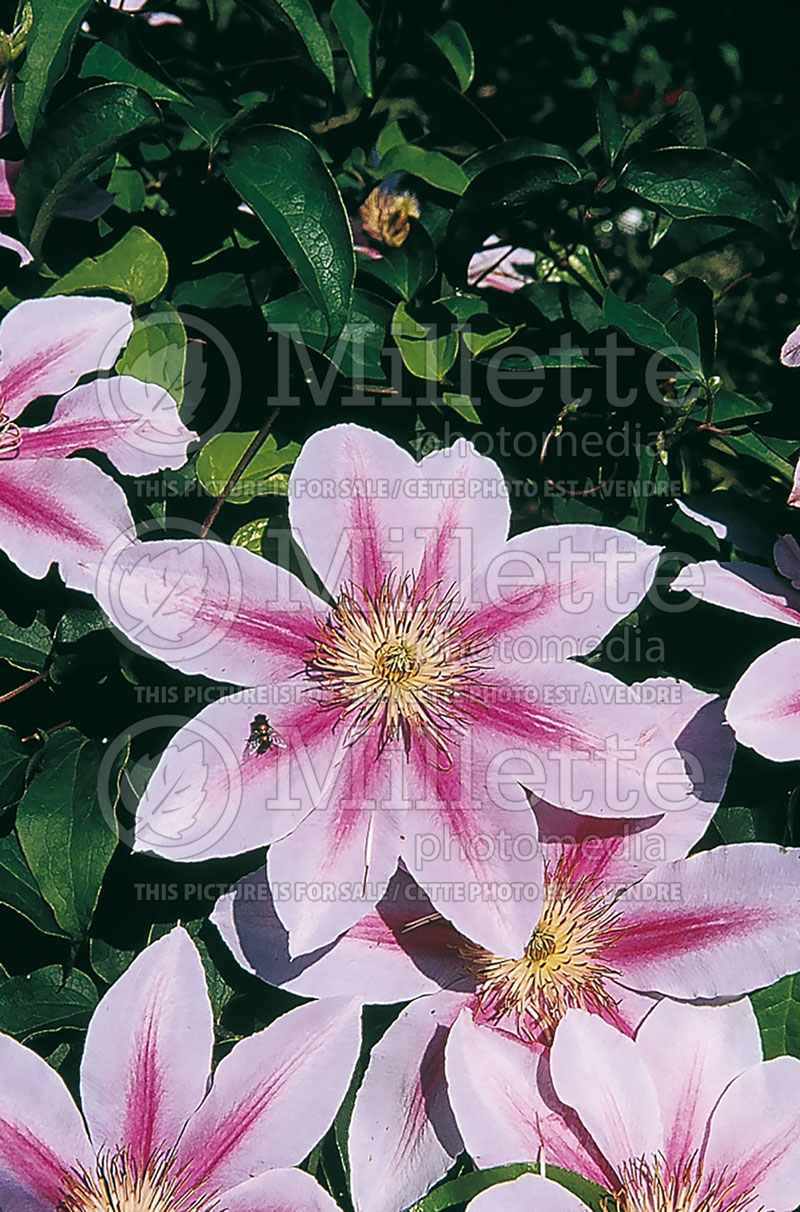 Clematis Nelly Moser (Clematis) 4 