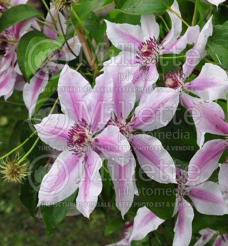 Clematis Nelly Moser (Clematis) 1 