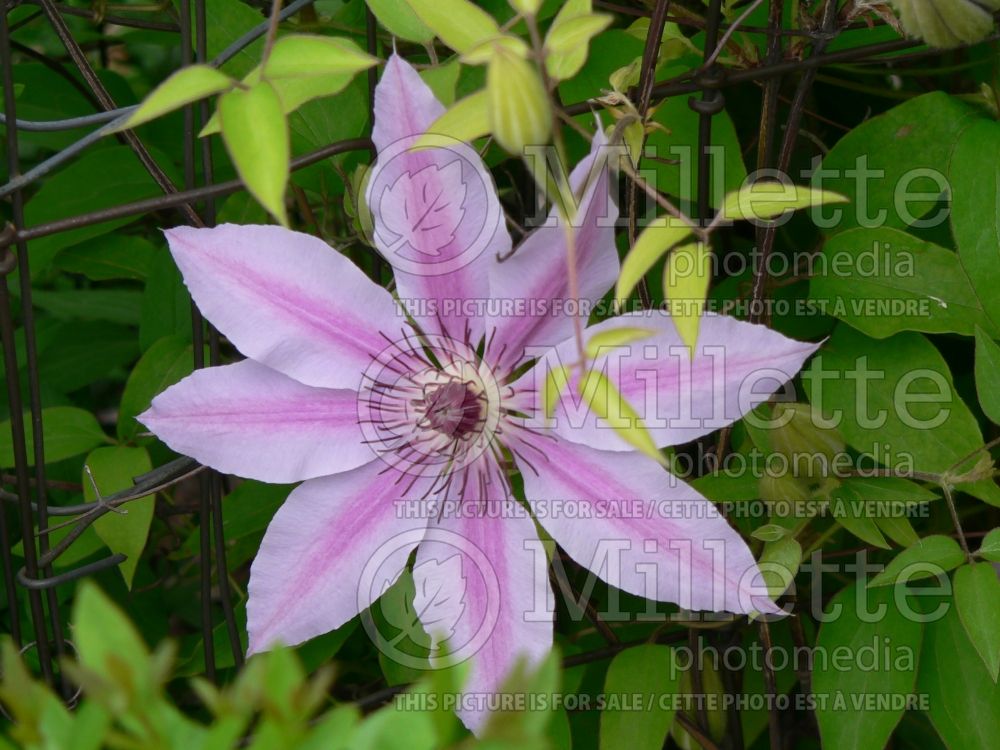 Clematis Nelly Moser (Clematis) 2 